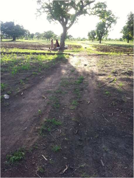 Figure 3: Liga (or rosewood) tree in the Ghanaian village of Hiineteng